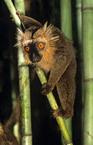 Male Sanford's brown lemur (Lemur fulvus sanfordi) Mt d'Ambre NP, Madagascar