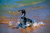 Galapagos penguin in surf, {Spheniscus mendiculus}, Bartolome Is, Galapagos