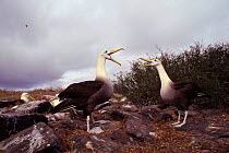 Waved albatrosses gamming (courtship display) (Phoebastria irrorata) Espanola Island, Galapagos