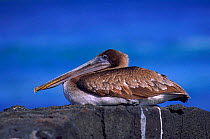 Juvenile brown pelican {Pelecanus occidentalis} San Cristobal Is, Galapagos Islands, Book page 108