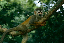 Red backed squirrel monkey {Saimiri oerstedii} in canopy, Costa Rica