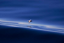 Fulmar flying over still water {Fulmarus glacialis} Scotland, UK