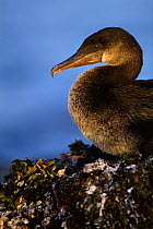 Galapagos Flightless cormorant {Nannopterum harrisi} Fernandina Island, Galapagos