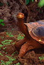 Giant tortoise {Geochelone elephantopus} Charles Darwin Research Stn, Galapagos Islands