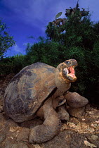 Giant tortoise {Geochelone elephantopus} Galapagos Islands, Ecuador Charles Darwin Research Stn