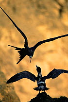 Magnificent frigatebird {Fregata magnificens} attacking booby, San Cristobal Island.