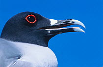 Swallow tailed gull {Creagrus furcatus} portrait, Tower (Genovesa) Island, Galapagos Islands
