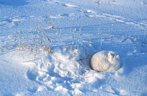 Arctic fox {Vulpes lagopus} curled up asleep in snow, Canada