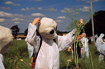 Protesters dressed as aliens pull up genetically modified (GM) test crop (oil seed rape) Model Farm, Watlington Oxfordshire 1999 July