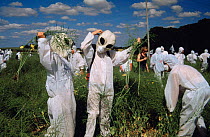 Protesters dressed as aliens pull up genetically modified (GM) test crop (oil seed rape) Model Farm, Watlington Oxfordshire 1999 July