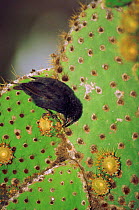 Cactus ground finch {Geospiza scandens} male on cactus, Santa Cruz Is, Galapagos Islands Book page 30