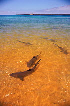 Whitetip reef sharks {Triaenodon obesus} in shallows near shore, Bartolome Is, Galapagos