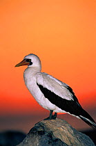 Masked booby at sunset {Sula dactylatra melanops} Espanola/Hood Is, Galapagos Book page 125