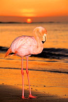 Greater flamingo at sunset on beach {Phoenicopterus ruber} Floreana Island Galapagos Is Book page 92