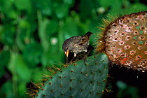 Large cactus ground finch {Geospiza conirostris} Tower (Genovesa) Is, Galapagos, tool making Book page 88