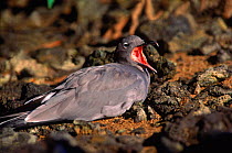Dusky gull {Leucophaeus fuliginosus} calling, Tower (Genovesa) Is, Galapagos Islands, Ecuador Book page 79