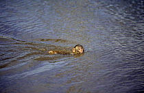 Juvenile Rhesus macaque (Macaca mulatta) swimming, Puerto Rico, Caribbean