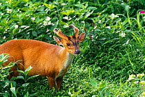 Barking deer {Muntjac muntjak} Dudhwa NP, Uttar Pradesh, India
