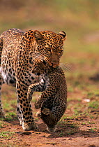 Mother leopard {Panthera pardus} carrying cub, Masai Mara Game Reserve, Kenya
