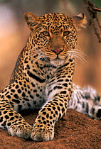 Leopard {Panthera pardus}, Masai Mara Game Reserve, Kenya