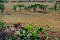 Landscape with leopard on lookout rock{Panthera pardus}, Masai Mara Game Reserve, Kenya