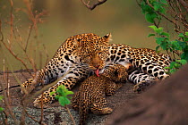 Leopard {Panthera pardus} washing cub, Masai Mara Game Reserve, Kenya