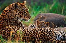 Leopard suckling cub {Panthera pardus}, Masai Mara Game Reserve, Kenya