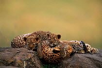 Leopard resting with cubs {Panthera pardus}, Masai Mara Game Reserve, Kenya