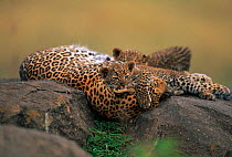Leopard resting on rock with cubs {Panthera pardus}, Masai Mara Game Reserve, Kenya