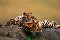 Leopard {Panthera pardus} female resting on rock with cub, Masai Mara Game Reserve, Kenya, East Africa