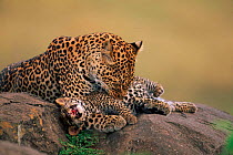 Leopard grooming cub {Panthera pardus}, Masai Mara Game Reserve, Kenya