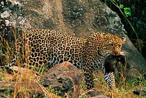 Leopard {Panthera pardus} carrying rock hyrax prey, Masai Mara Game Reserve, Kenya, East Africa