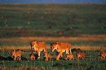 Two female lions and cubs walking as group {Panthera leo} Masai Mara Game Reserve, Kenya