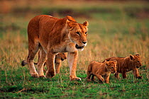 Lioness walking with cubs {Panthera leo} Masai Mara Game Reserve, Kenya
