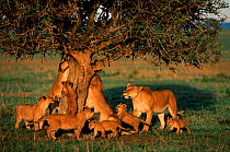 Pride of lions, adults  and cubs, around tree {Panthera leo} Masai Mara Game Reserve, Kenya