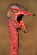 Ostrich yawning, eye shut, beak open {Struthio camelus}, Masai Mara Game Reserve, Kenya