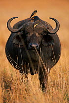Head on portrait of African buffalo with Oxpecker birds {Syncerus caffer} Masai Mara , Kenya