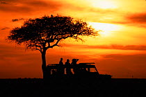 Tourists at sunset by acacia tree, Masai Mara Game Reserve, Kenya