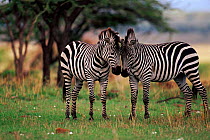 Common zebra affectionate interaction (Equus quagga) Masai Mara NR, Kenya