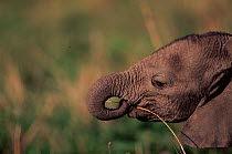 Baby African elephant using trunk to feed {Loxodonta africana}, Masai Mara Game Reserve, Kenya