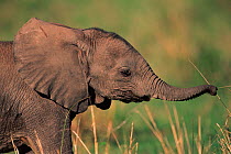 Baby African elephant at play (Loxodonta africana) Masai Mara NR, Kenya