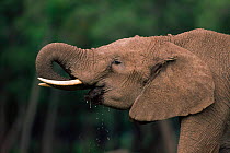 African elephant {Loxodonta africana} juvenile drinking, Masai Mara Game Reserve, Kenya