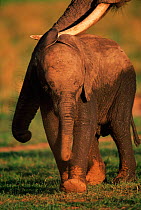 Baby African elephant walking with adult {Loxodonta africana}, Masai Mara GR, Kenya
