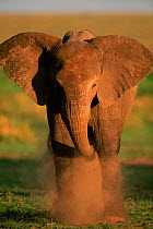 Baby African elephant dust bathing {Loxodonta africana}, Masai Mara GR, Kenya