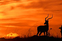 Male Impala silhouetted against sky at sunset {Aepyceros melampus} Masai Mara Game Reserve, Kenya