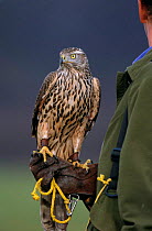 Saker falcon perched  on falconer's glove {Falco cherrug} Scotland, UK, captive