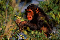 Juvenile Chimpanzee {Pan troglodytes} with leaves & berries, Sweetwater Sanctuary, Kenya