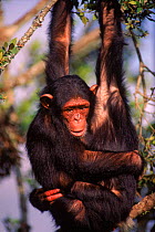 Two Chimpanzees hanging from tree, hugging {Pan troglodytes} Sweetwater Sanctuary, Kenya