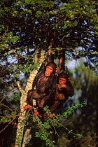 Two Chimpanzees in tree eating leaves {Pan troglodytes} Sweetwater Sanctuary, Kenya