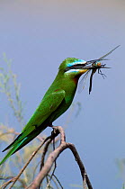 Blue cheeked bee eater with prey {Merops superciliosus} Muscat, Oman